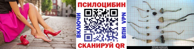 купить   Мещовск  Галлюциногенные грибы Cubensis 